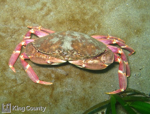 Photo of Metacarcinus gracilis